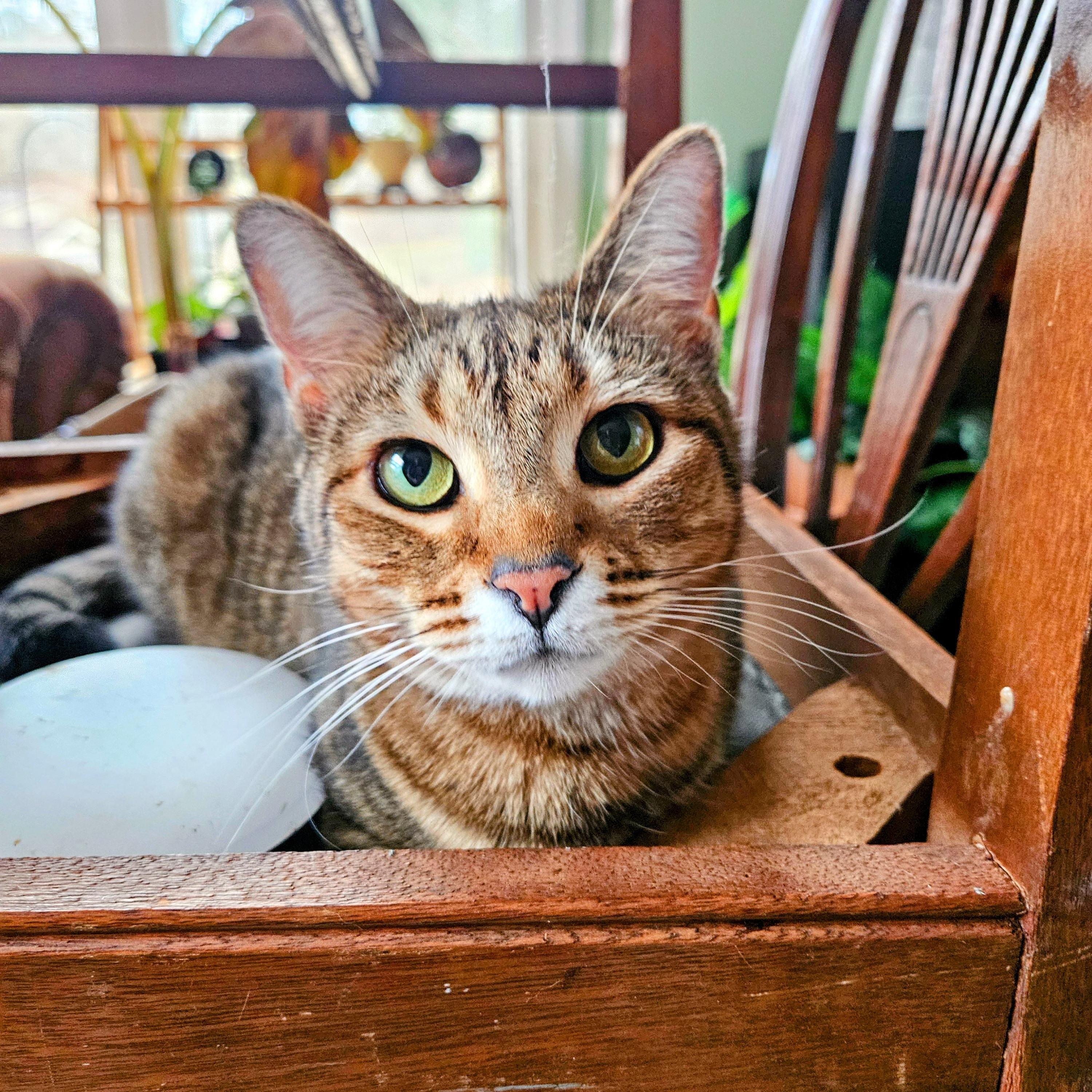 Pimento Cheese, a Adoptable Domestic Short Hair in Apex, NC image 1/6