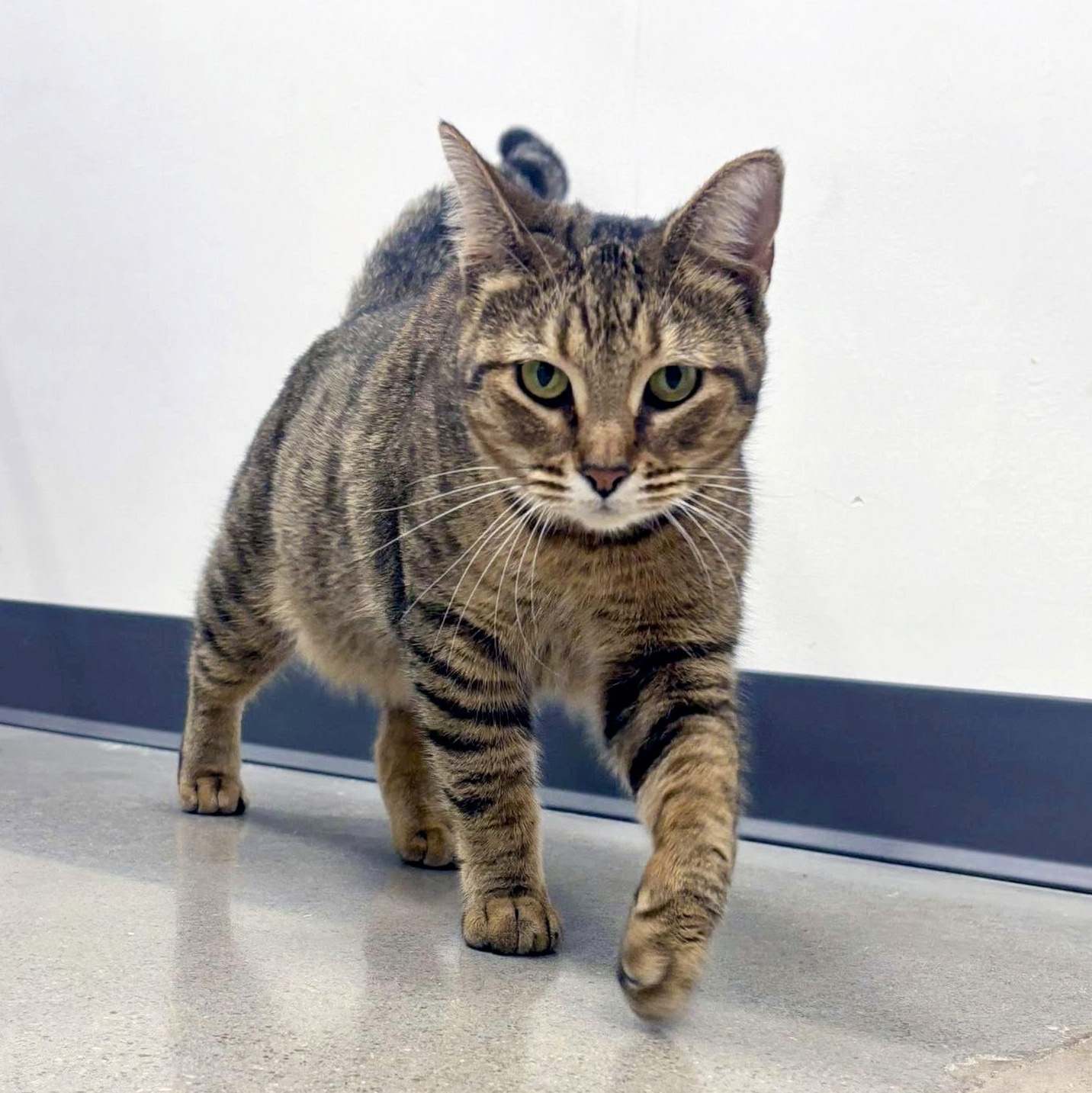 Enlarge Pimento Cheese, a Adoptable Domestic Short Hair in Apex, NC image 5/6