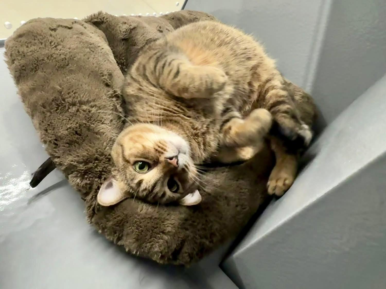 Enlarge Pimento Cheese, a Adoptable Domestic Short Hair in Apex, NC image 2/6