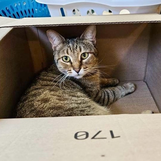 Enlarge Pimento Cheese, a Adoptable Domestic Short Hair in Apex, NC image 6/6