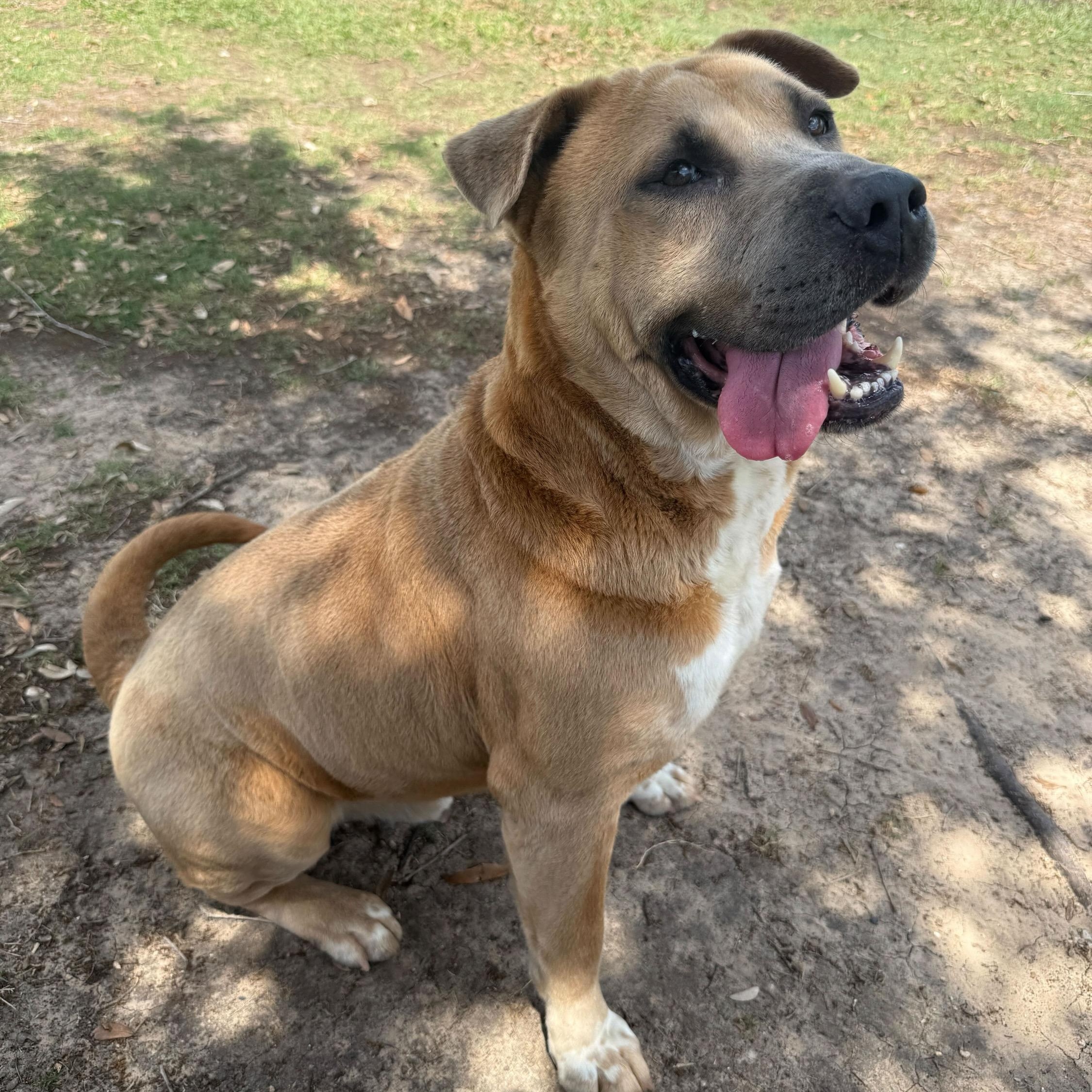 Joel--URGENT