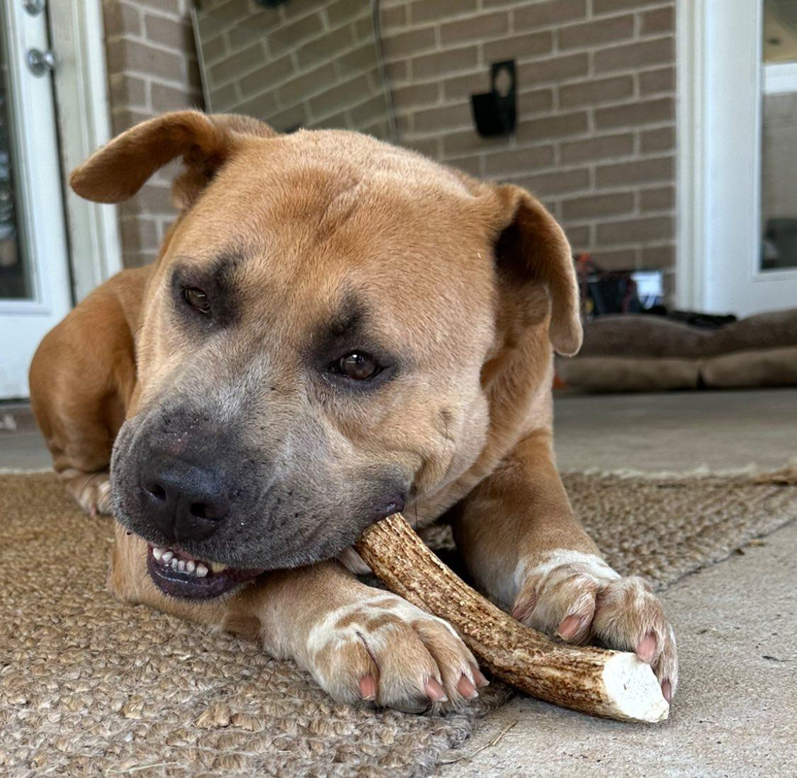 Joel, a Adoptable mixed breed in Georgetown, TX image 3/6