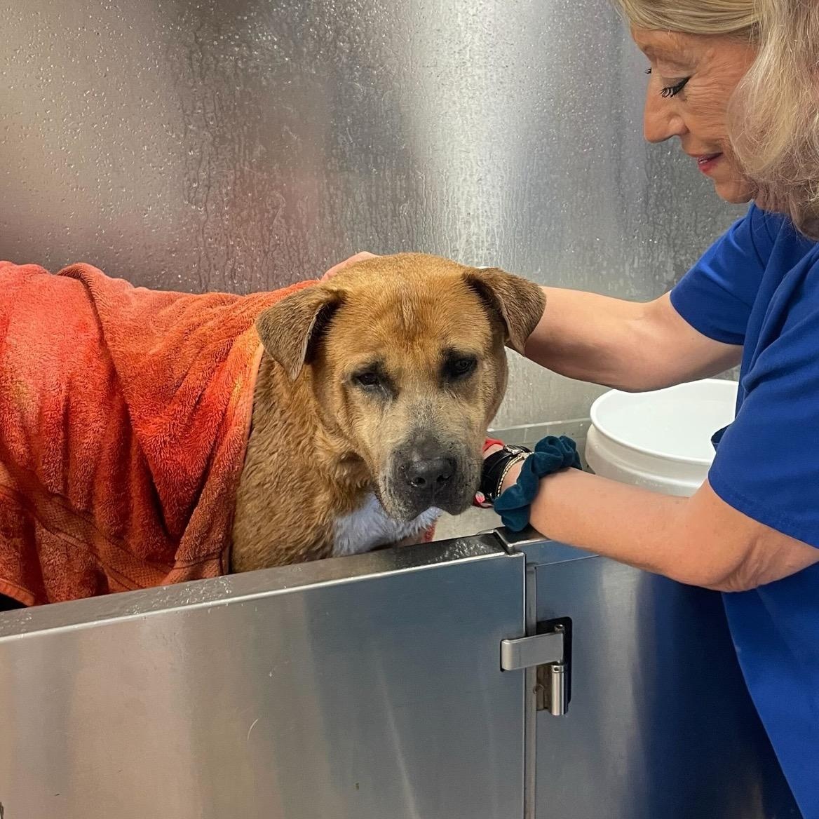 Joel, Adoptable, Adult Male Shar-Pei & Mastiff.