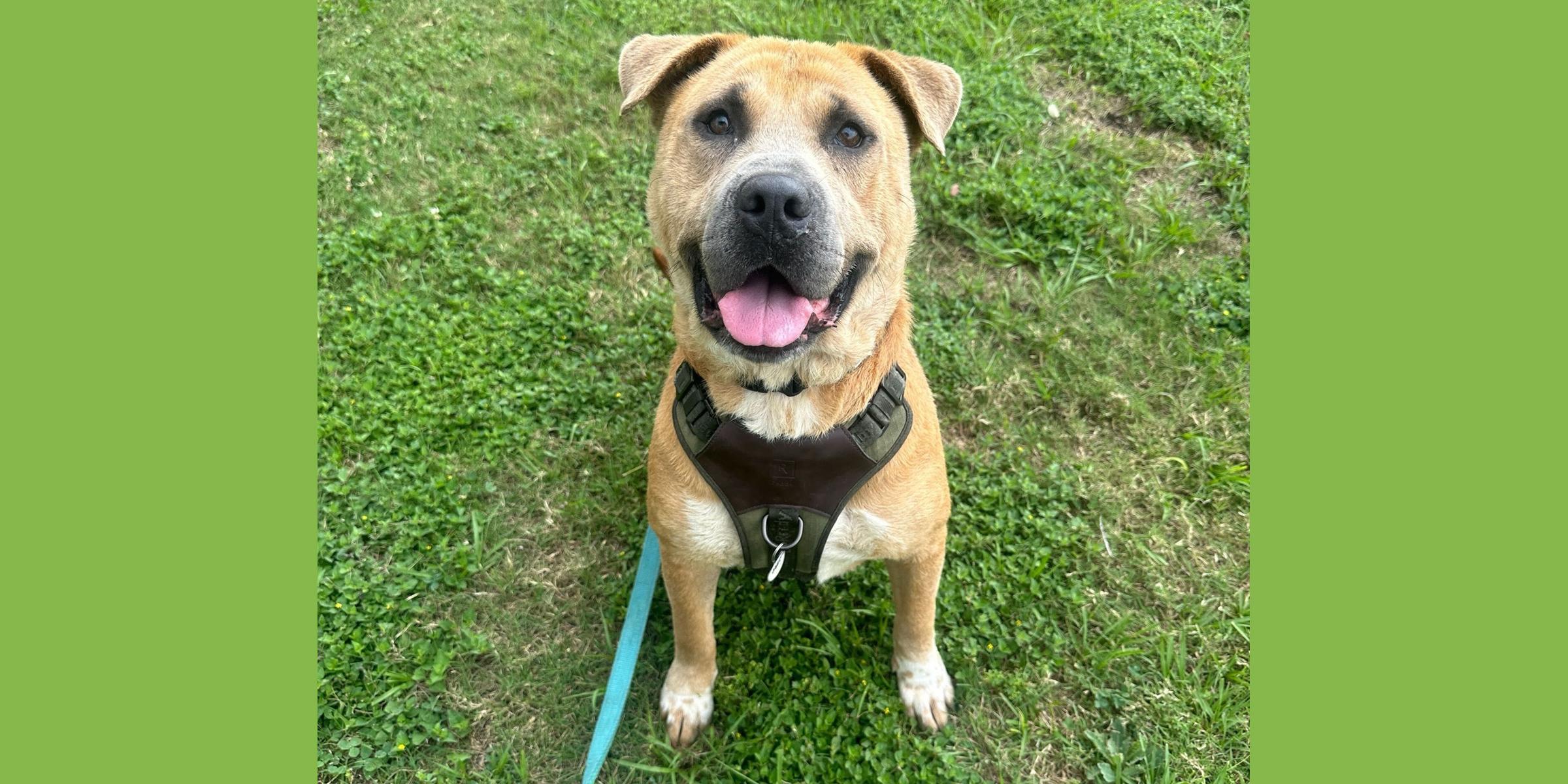 Joel, Adoptable, Adult Male Shar-Pei & Mastiff.