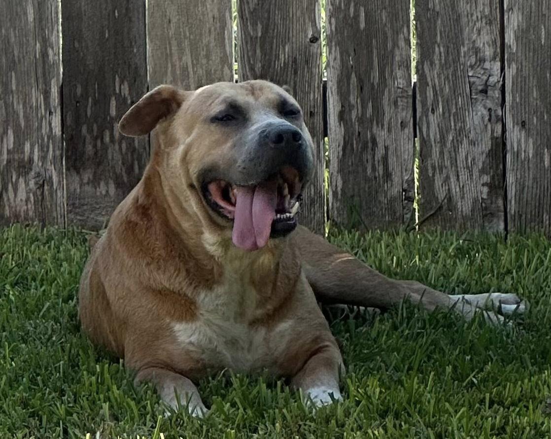 Joel, a Adoptable mixed breed in Georgetown, TX image 2/6