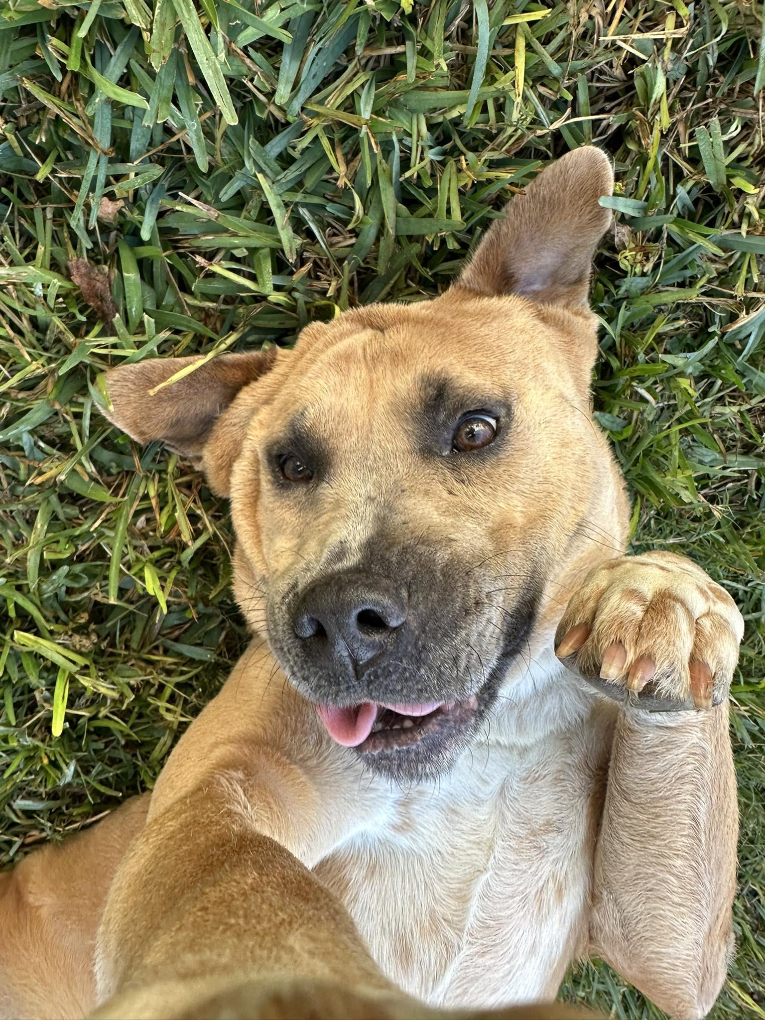 Joel, Adoptable, Adult Male Shar-Pei & Mastiff.