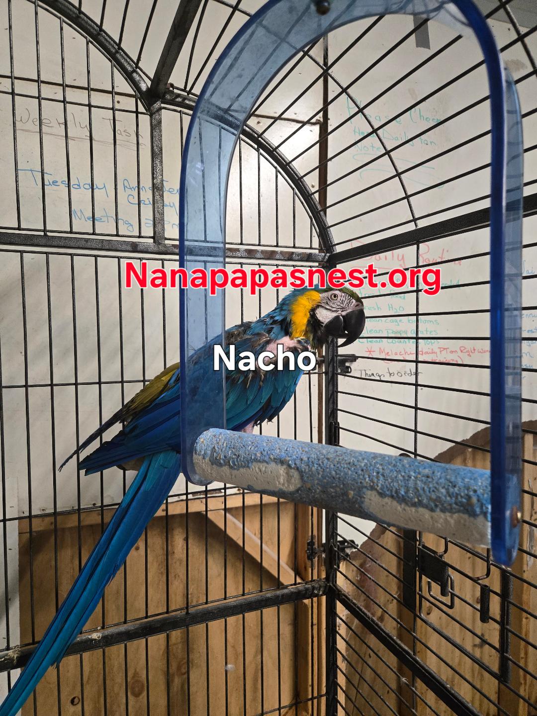 Nacho, Adoptable, Adult Male Macaw.