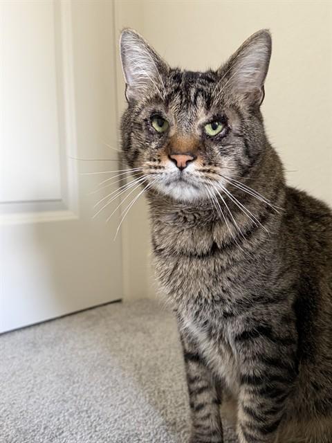 OTIS, Adoptable, Adult Male Domestic Short Hair.