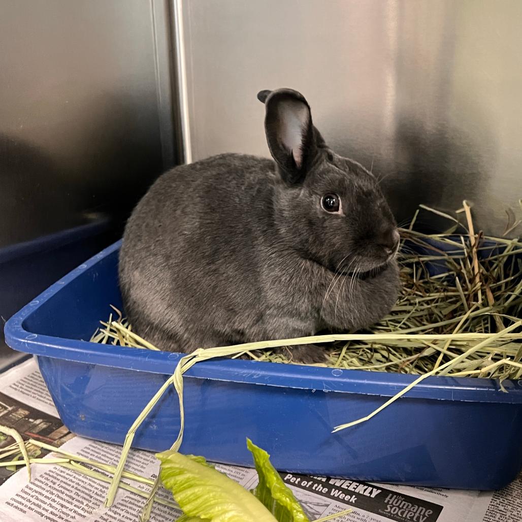 Bun Voyage, Adoptable, Young Female American.