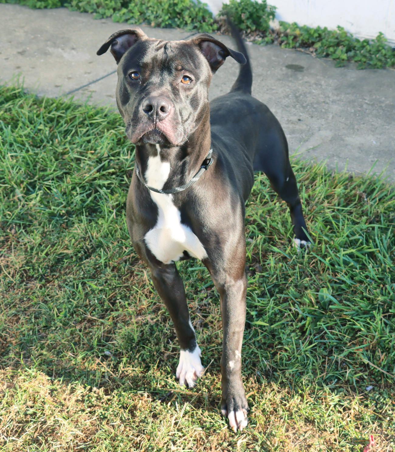 Enlarge River, a Adoptable mixed breed in Euclid, OH image 2/2