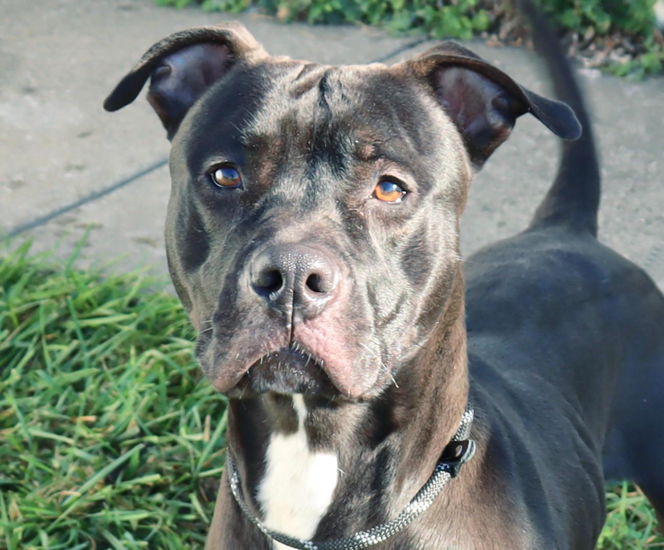 River, Adoptable, Adult Male Pit Bull Terrier.