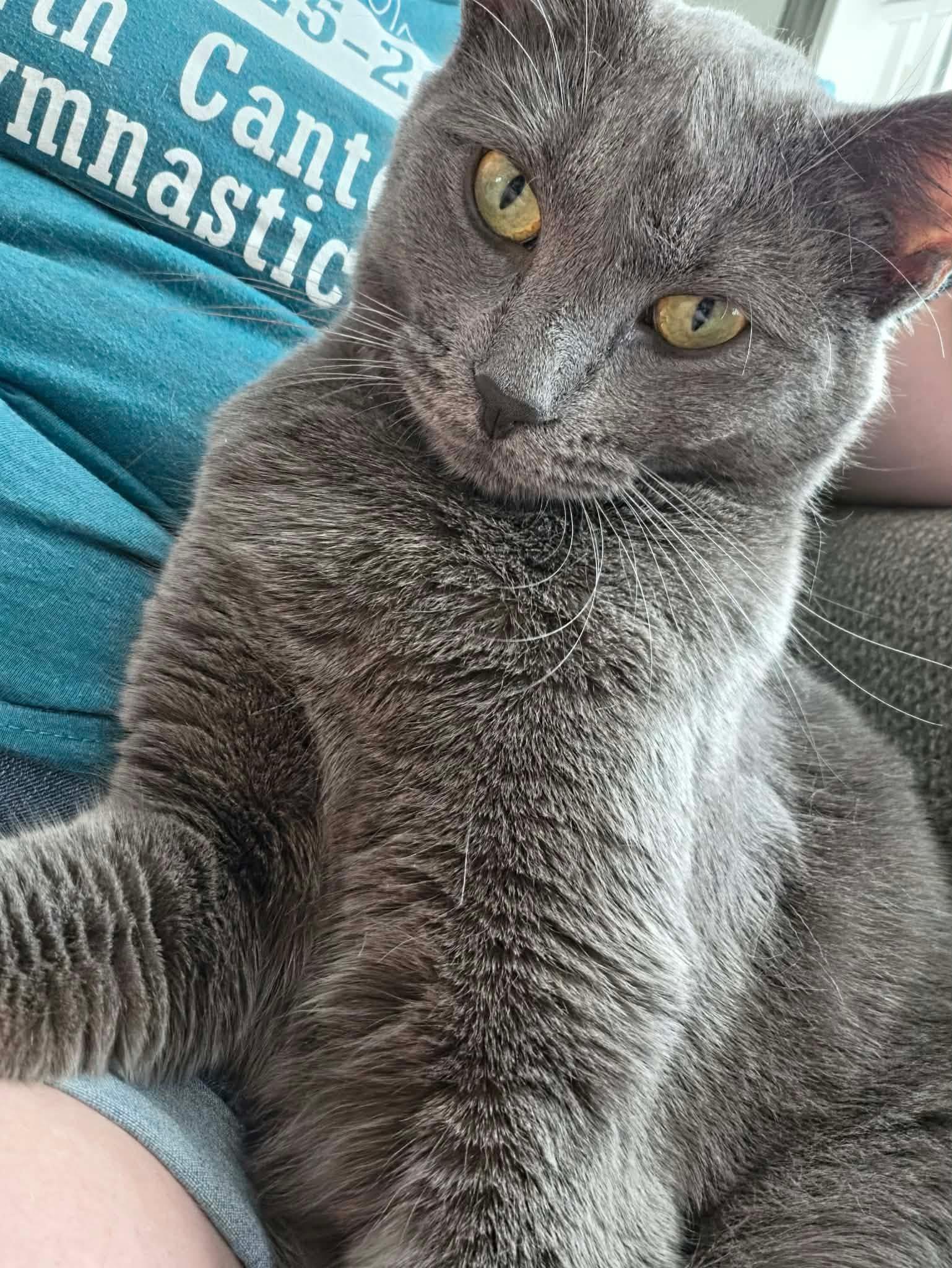 Smokey, ADOPTABLE, Young Male Domestic Short Hair.