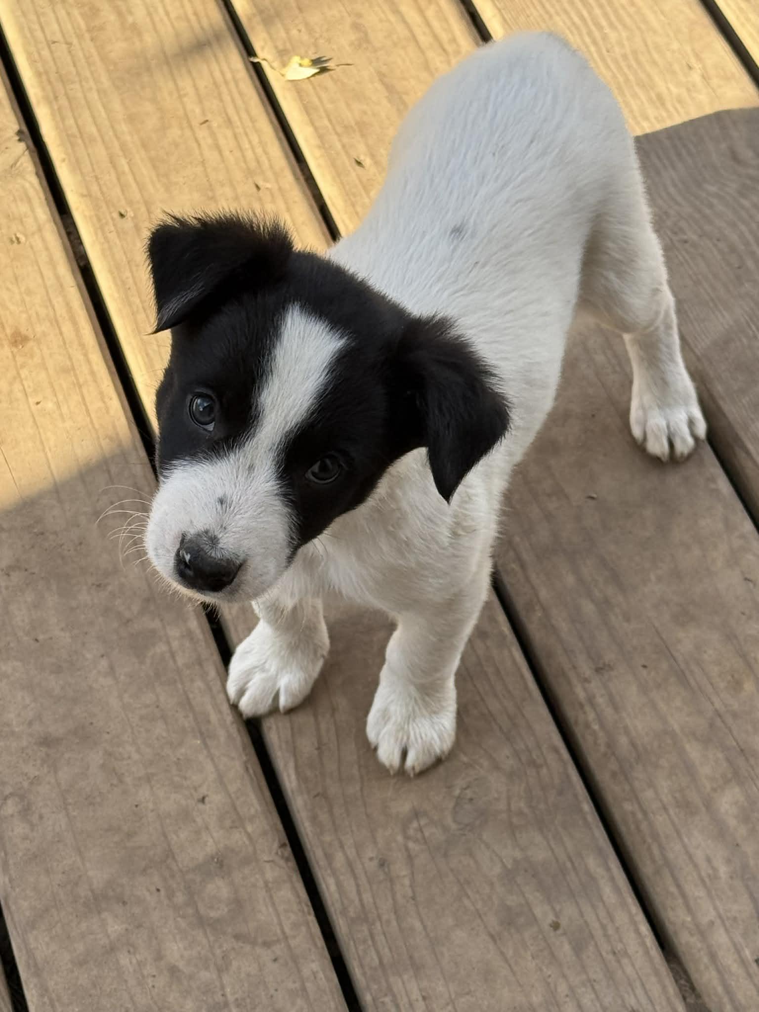 Enlarge Levi, a Adoptable mixed breed in North Freedom, WI image 1/2