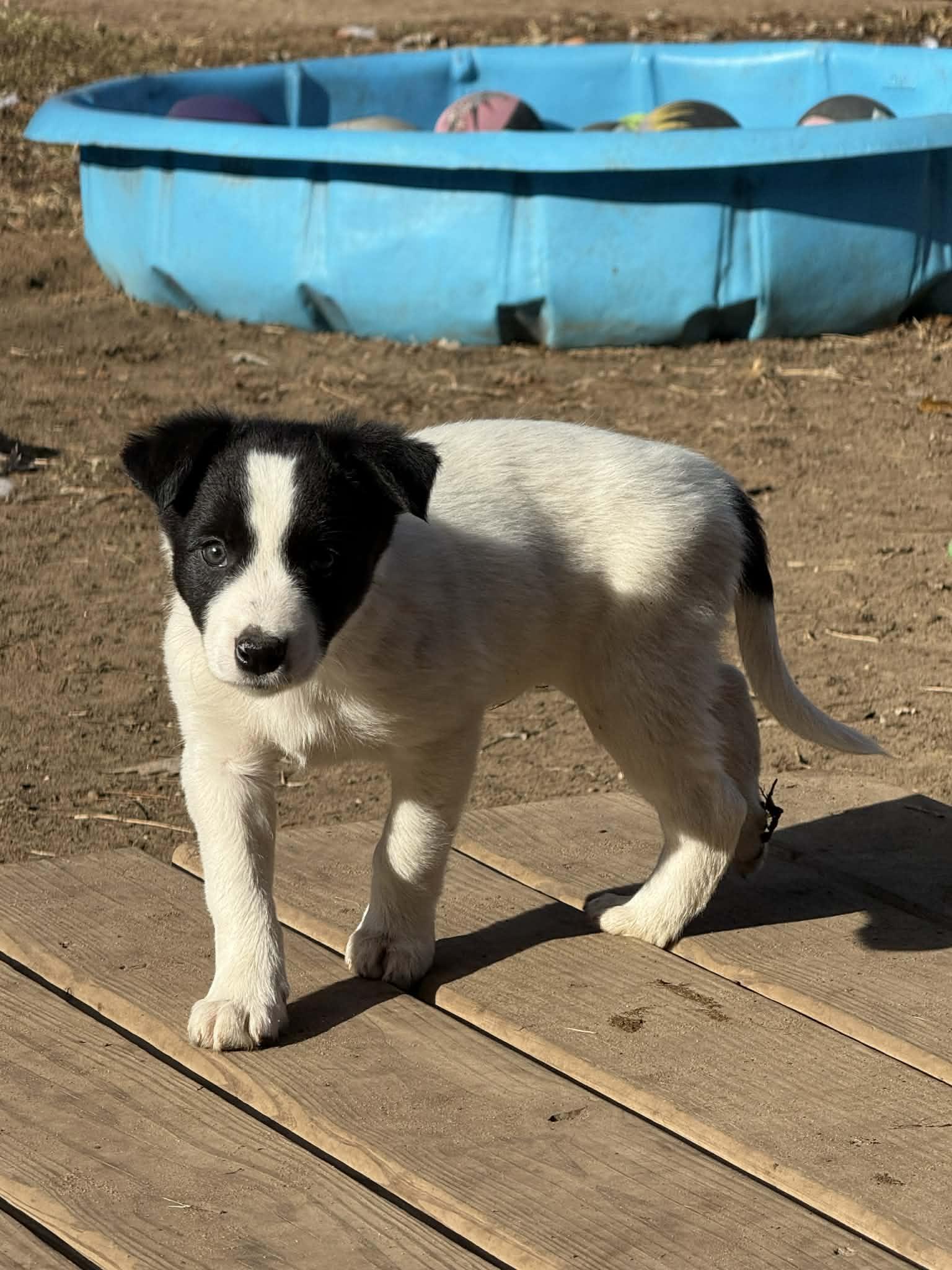 Enlarge Levi, a Adoptable mixed breed in North Freedom, WI image 2/2