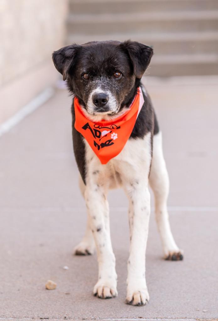 Rocket 2, Adoptable, Senior Male Labrador Retriever & Cattle Dog.