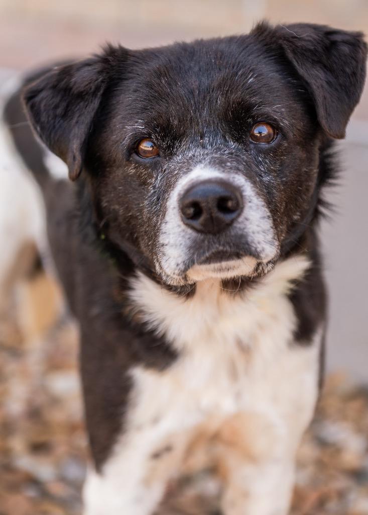 Rocket 2, a Adoptable mixed breed in Fort Lupton, CO image 2/4