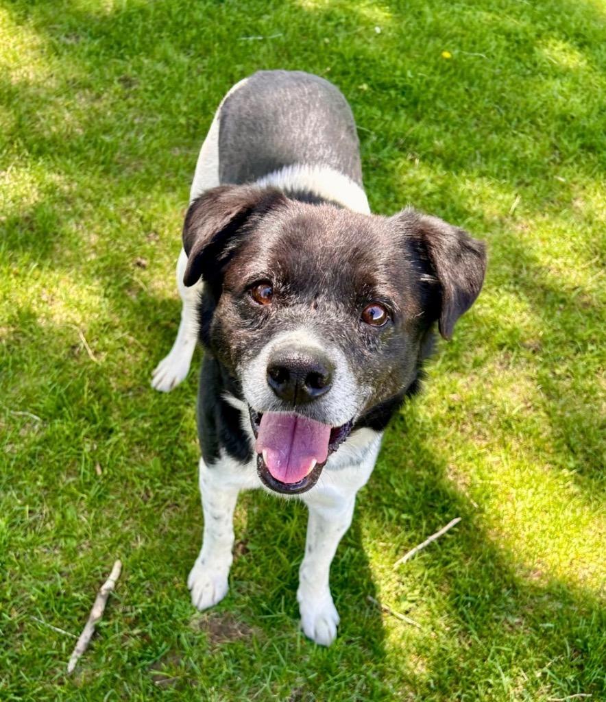 Rocket 2, a Adoptable mixed breed in Fort Lupton, CO image 3/4