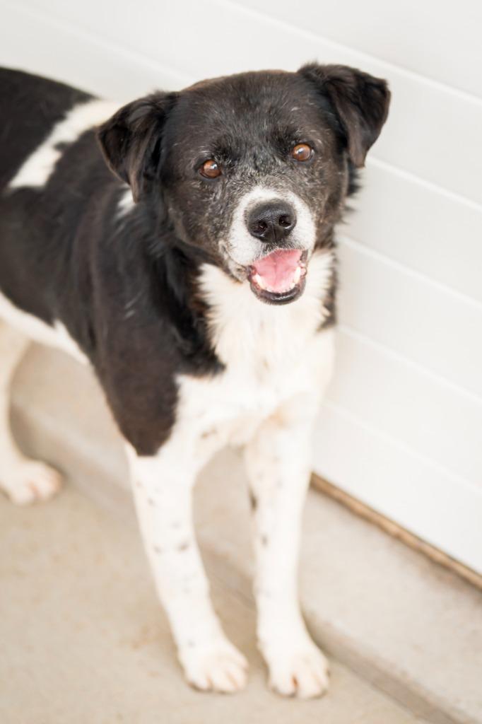 Rocket 2, a Adoptable mixed breed in Fort Lupton, CO image 4/4