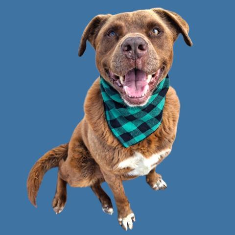 Brick, an adoptable mixed breed in Thousand Oaks, CA image 1/2