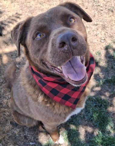 Brick, an adoptable mixed breed in Thousand Oaks, CA image 2/2