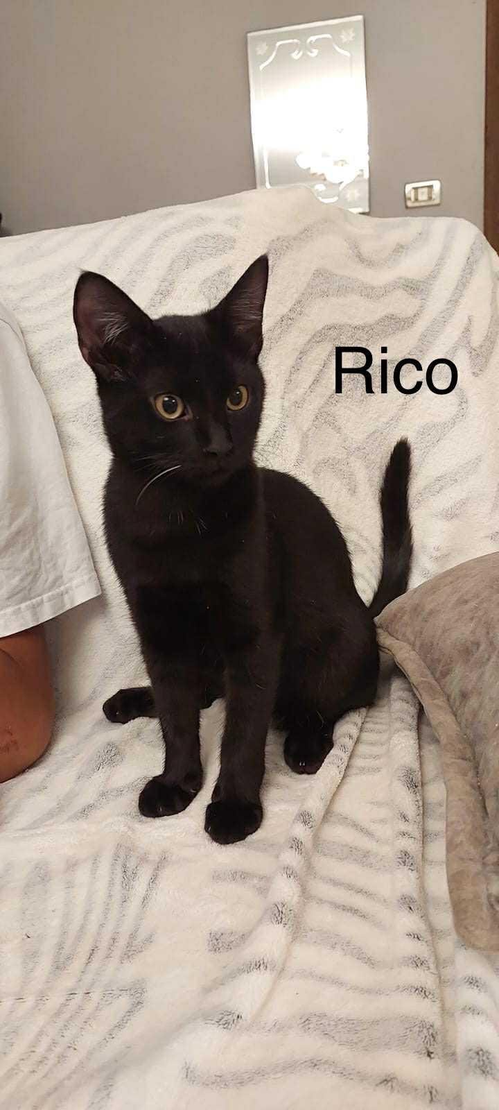 Mango & Rico, 4 months old