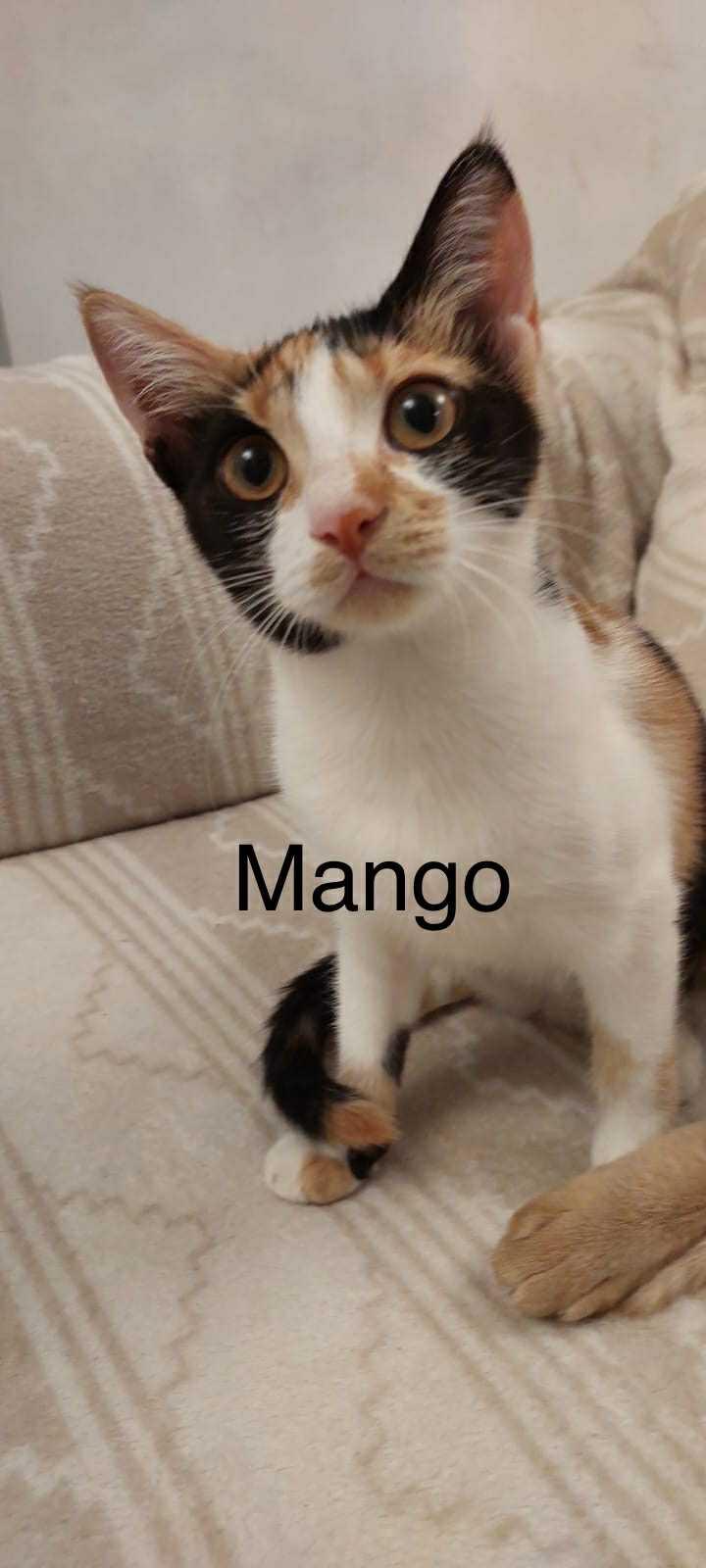 Mango & Rico, 4 months old