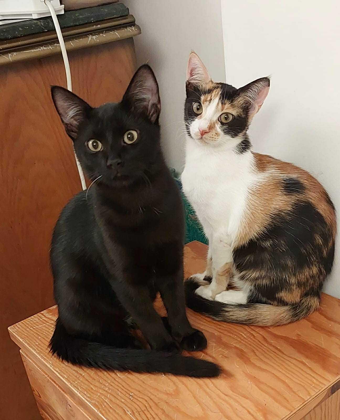 Mango & Rico, 4 months old