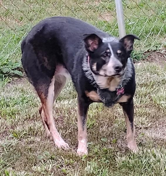 LIzzie, Adoptable, Adult Female Australian Cattle Dog / Blue Heeler.