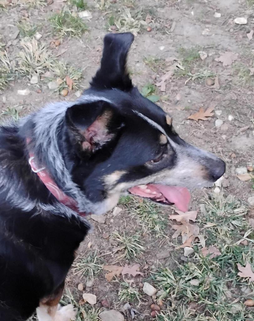 Enlarge LIzzie, a Adoptable Australian Cattle Dog / Blue Heeler in Indianapolis, IN image 1/6
