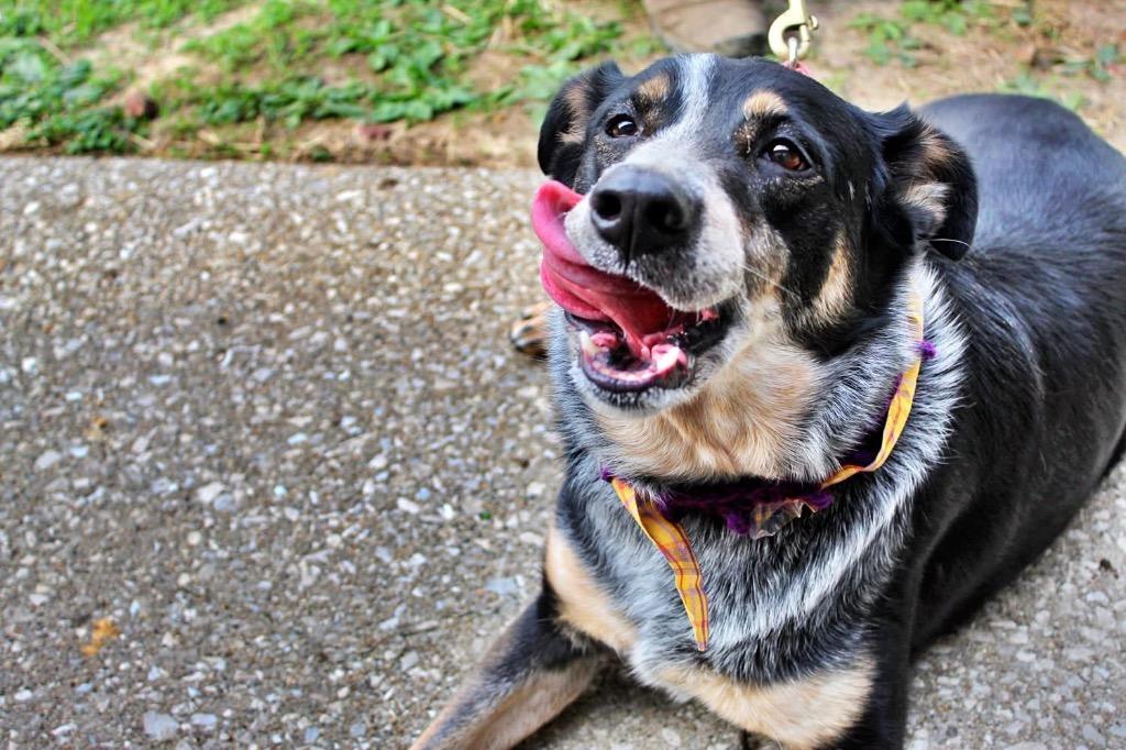 LIzzie, Adoptable, Adult Female Australian Cattle Dog / Blue Heeler.