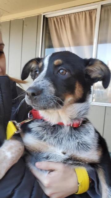 Enlarge LIzzie, a Adoptable Australian Cattle Dog / Blue Heeler in Indianapolis, IN image 2/6