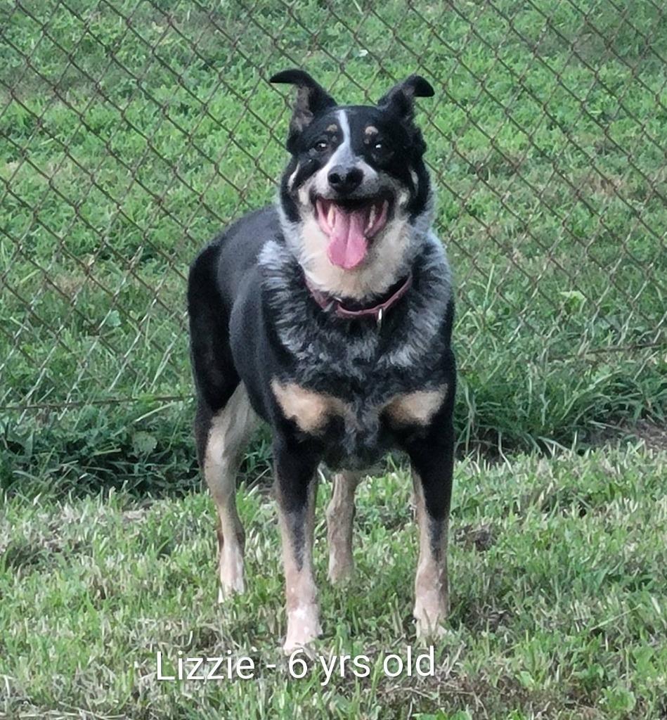 Enlarge LIzzie, a Adoptable Australian Cattle Dog / Blue Heeler in Indianapolis, IN image 3/6