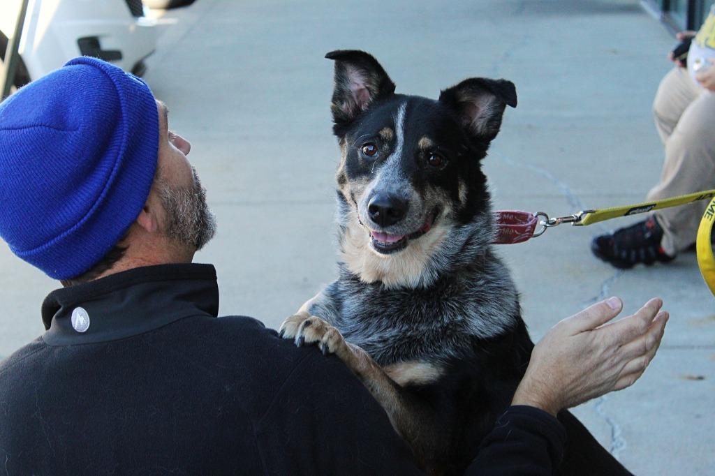 Enlarge LIzzie, a Adoptable Australian Cattle Dog / Blue Heeler in Indianapolis, IN image 4/6