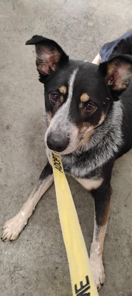 Enlarge LIzzie, a Adoptable Australian Cattle Dog / Blue Heeler in Indianapolis, IN image 5/6