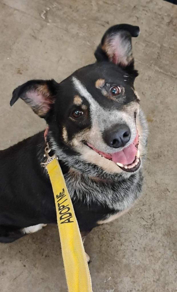 Enlarge LIzzie, a Adoptable Australian Cattle Dog / Blue Heeler in Indianapolis, IN image 6/6