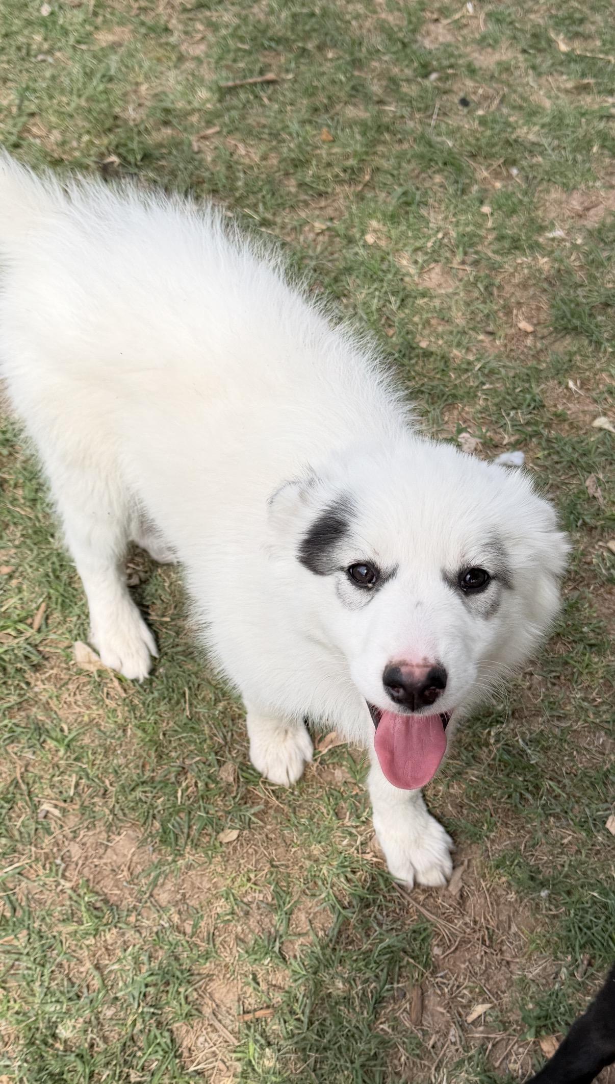 Enlarge Opal, an adopted mixed breed in Gilbert, AZ image 3/6