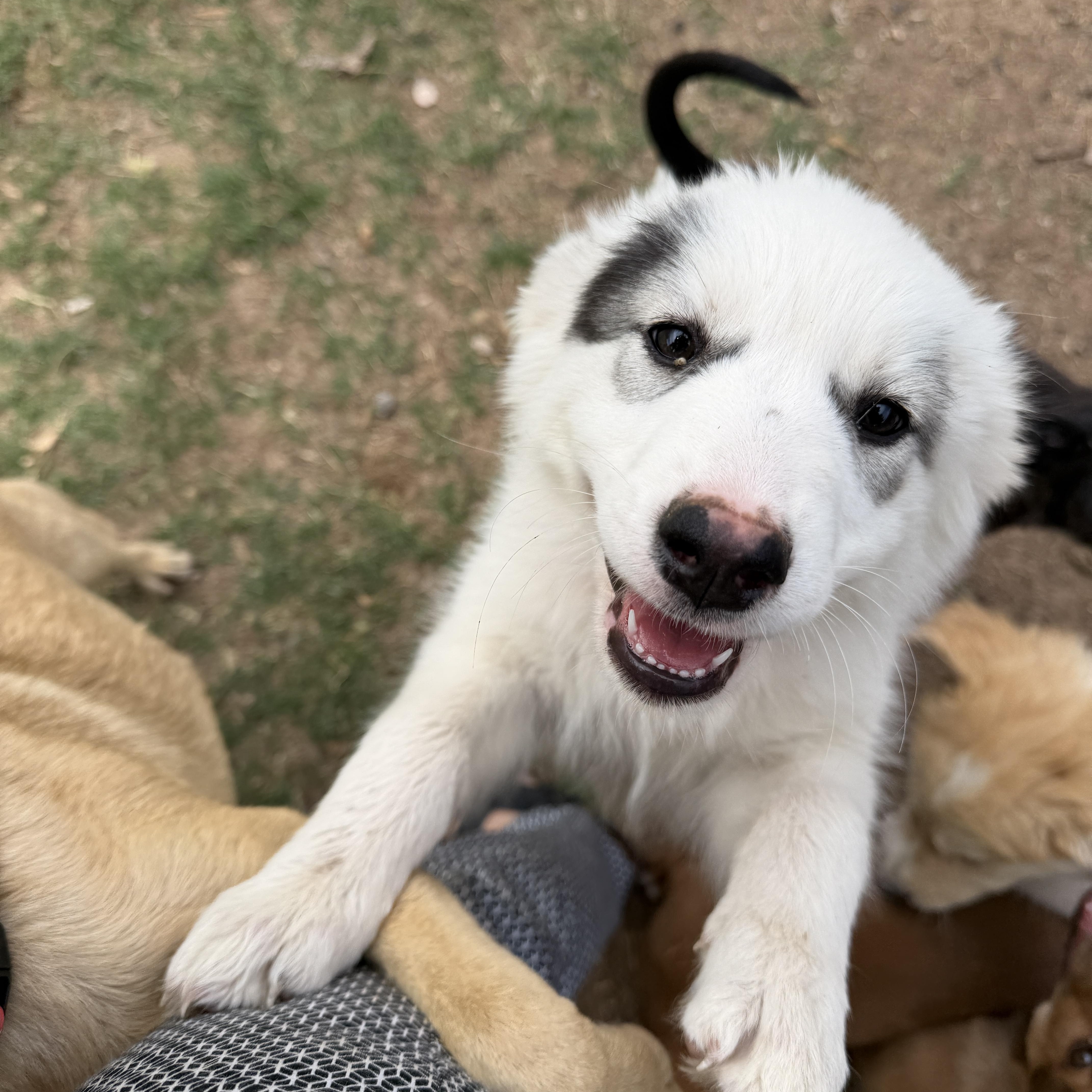Enlarge Opal, an adopted mixed breed in Gilbert, AZ image 4/6