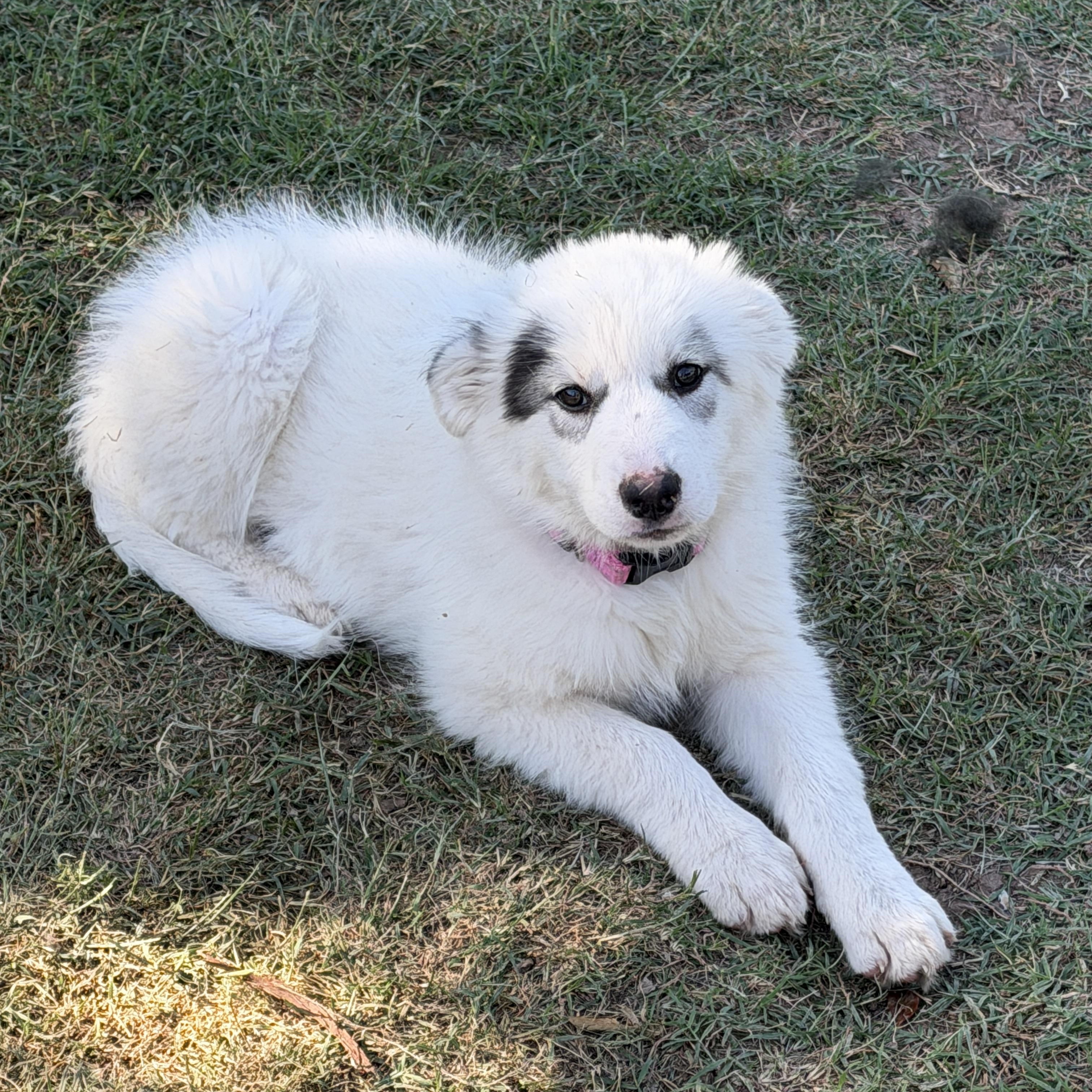Enlarge Opal, an adopted mixed breed in Gilbert, AZ image 1/6