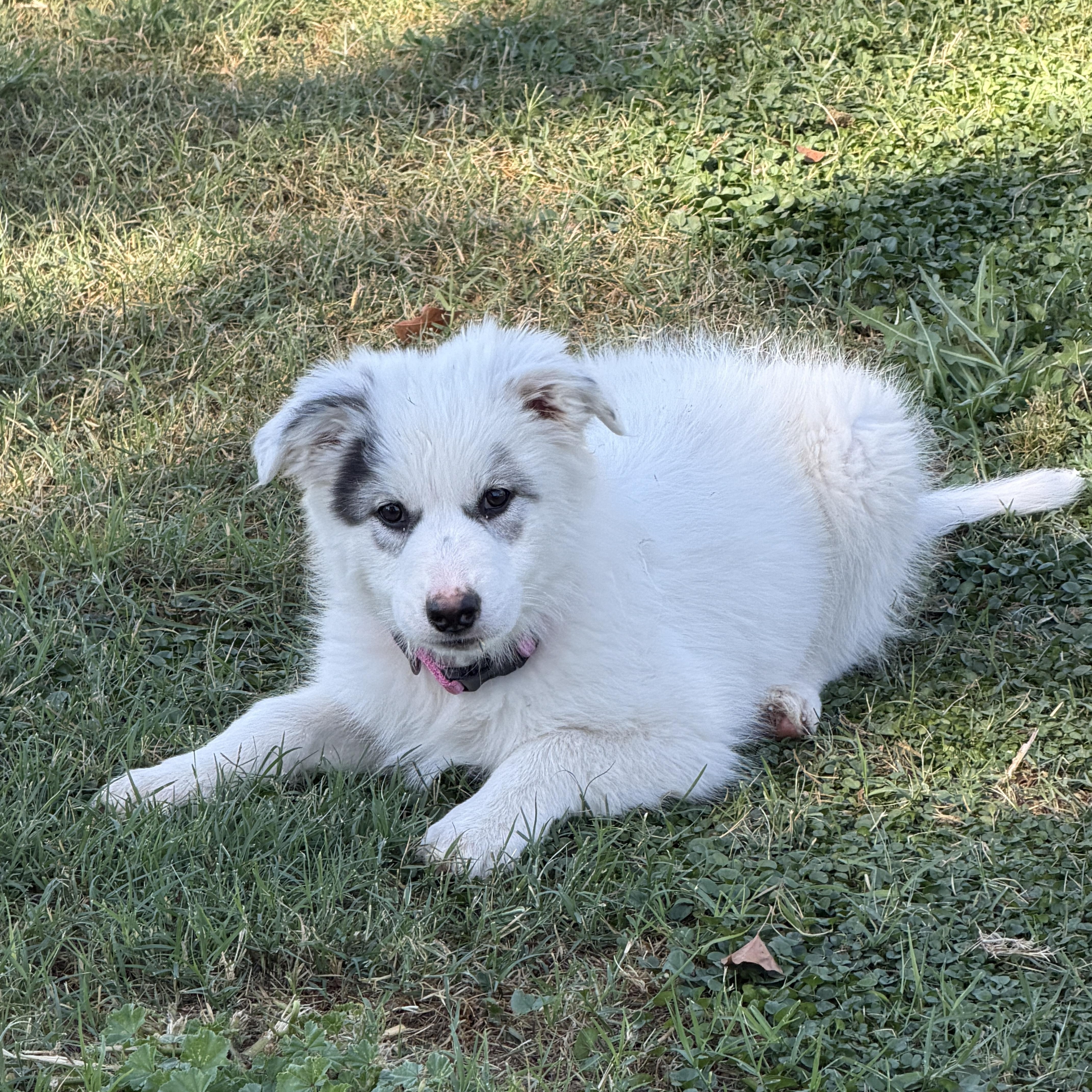 Enlarge Opal, an adopted mixed breed in Gilbert, AZ image 5/6