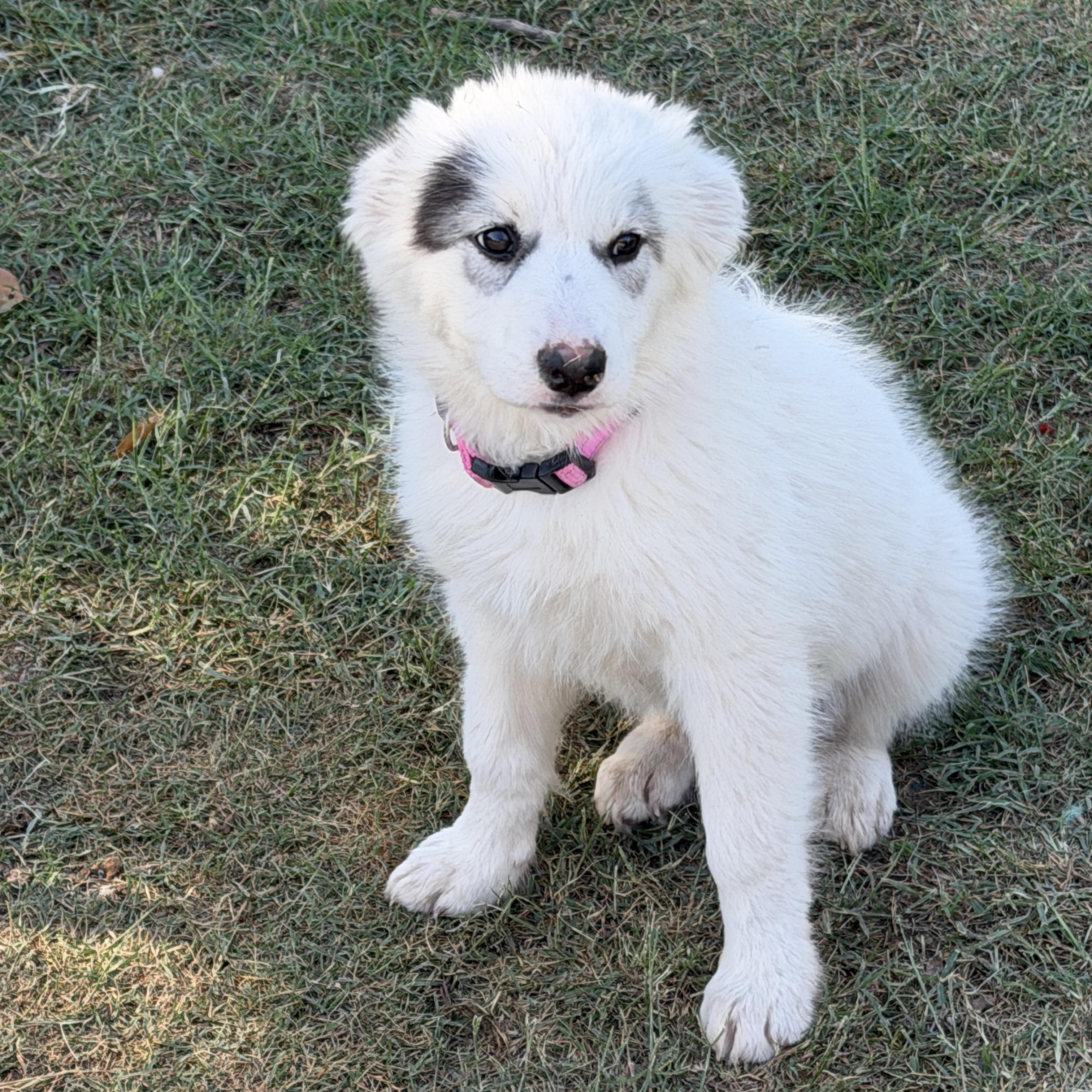 Enlarge Opal, an adopted mixed breed in Gilbert, AZ image 6/6