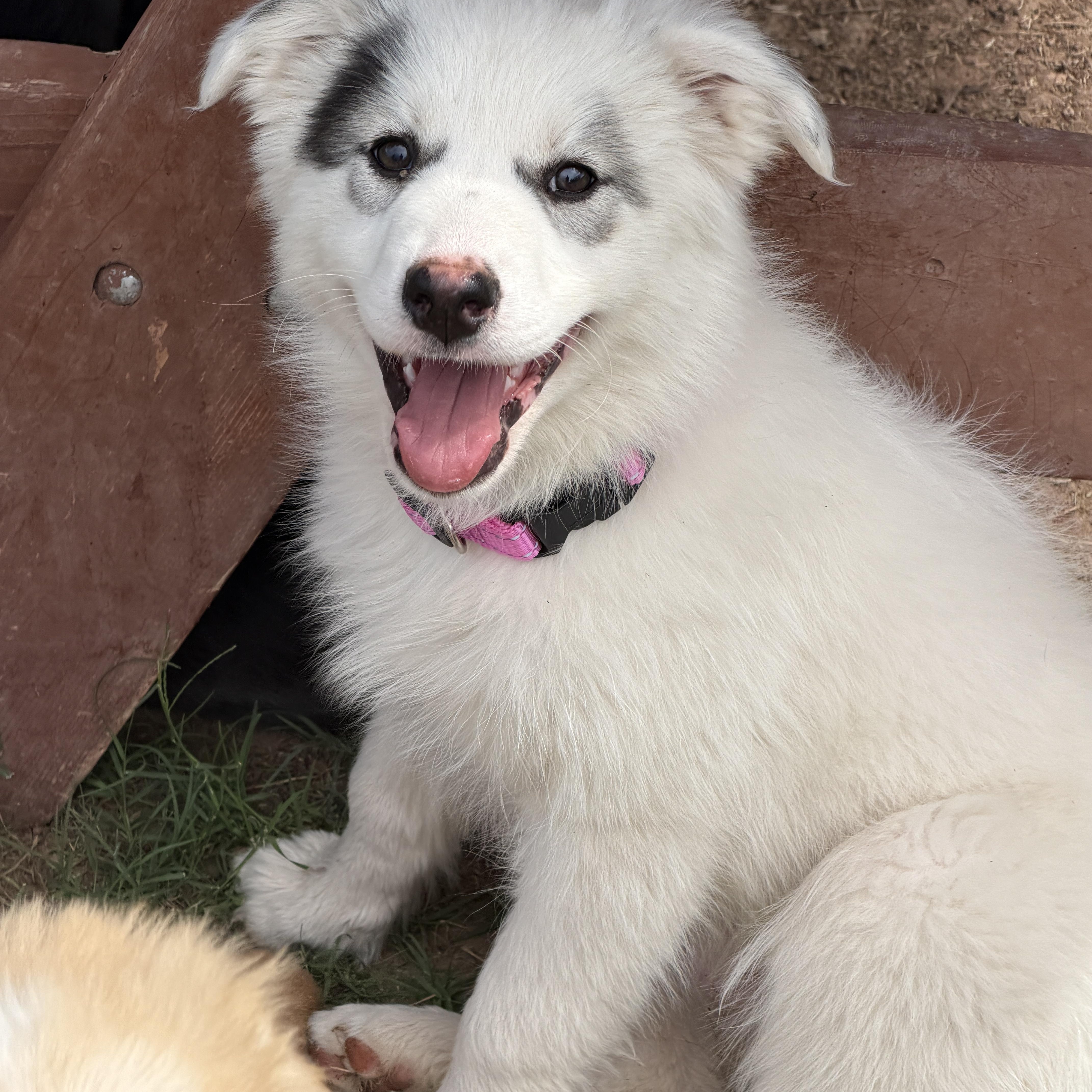 Enlarge Opal, an adopted mixed breed in Gilbert, AZ image 2/6
