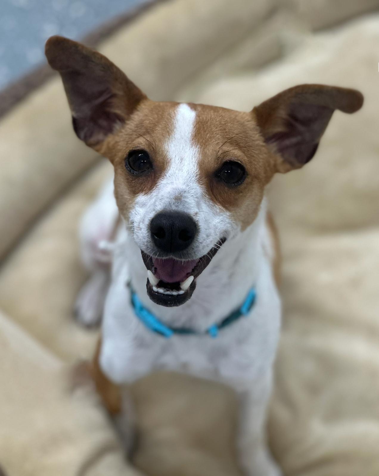 Enlarge Tomas, a ADOPTABLE mixed breed in Staten Island, NY image 2/4