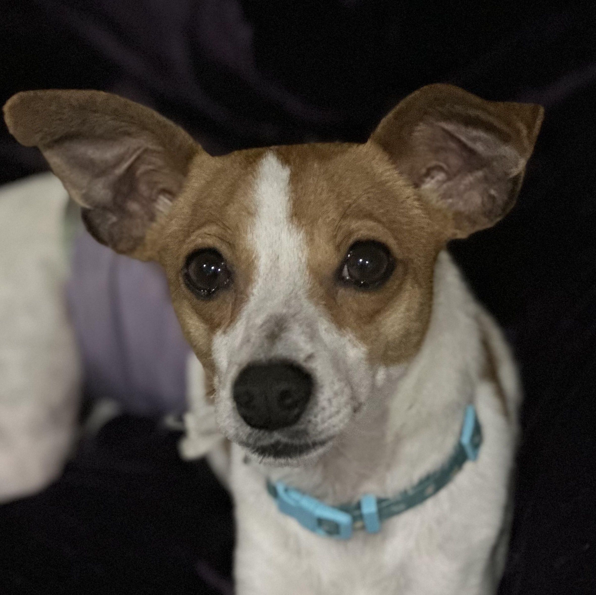 Enlarge Tomas, a ADOPTABLE mixed breed in Staten Island, NY image 3/4