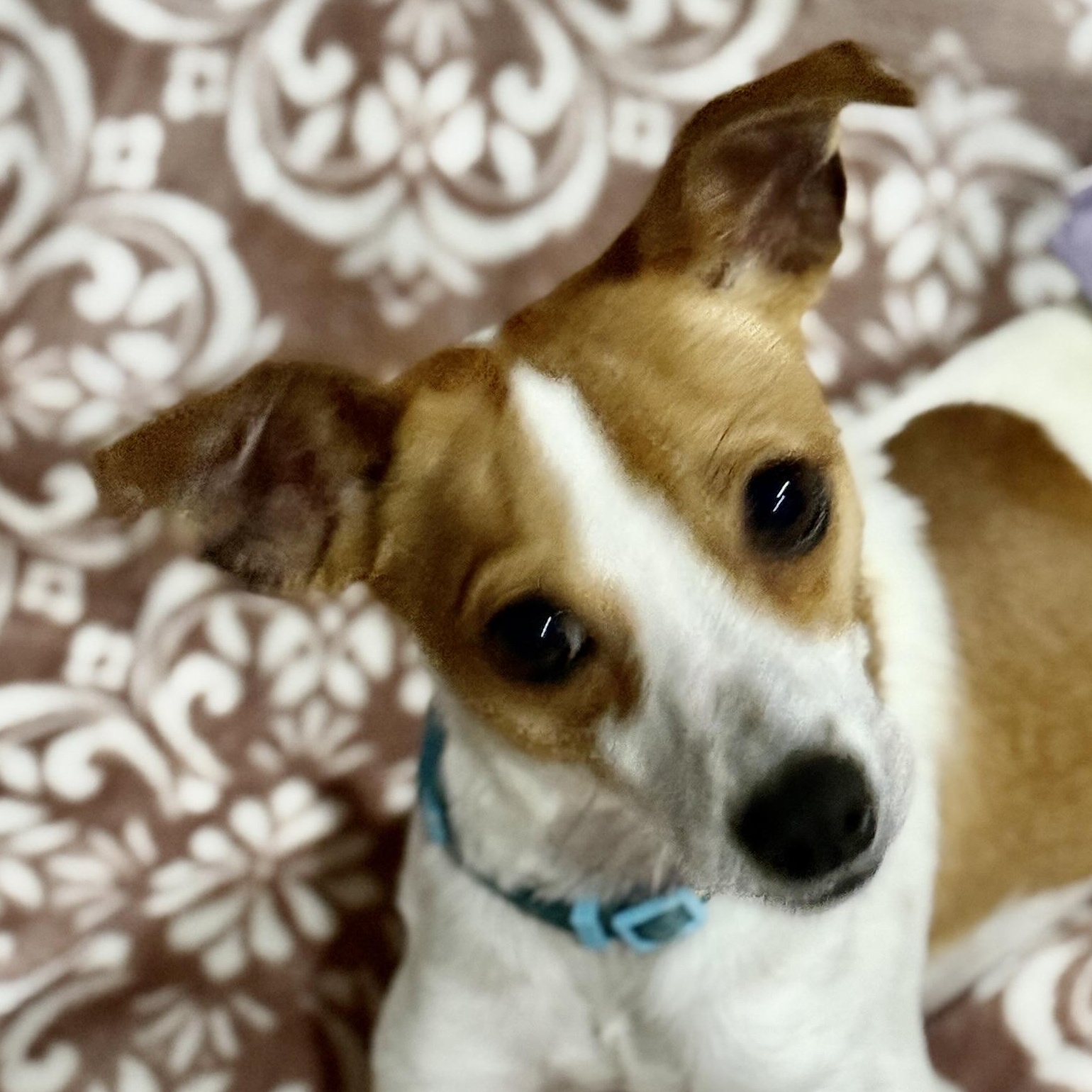 Enlarge Tomas, a ADOPTABLE mixed breed in Staten Island, NY image 1/4