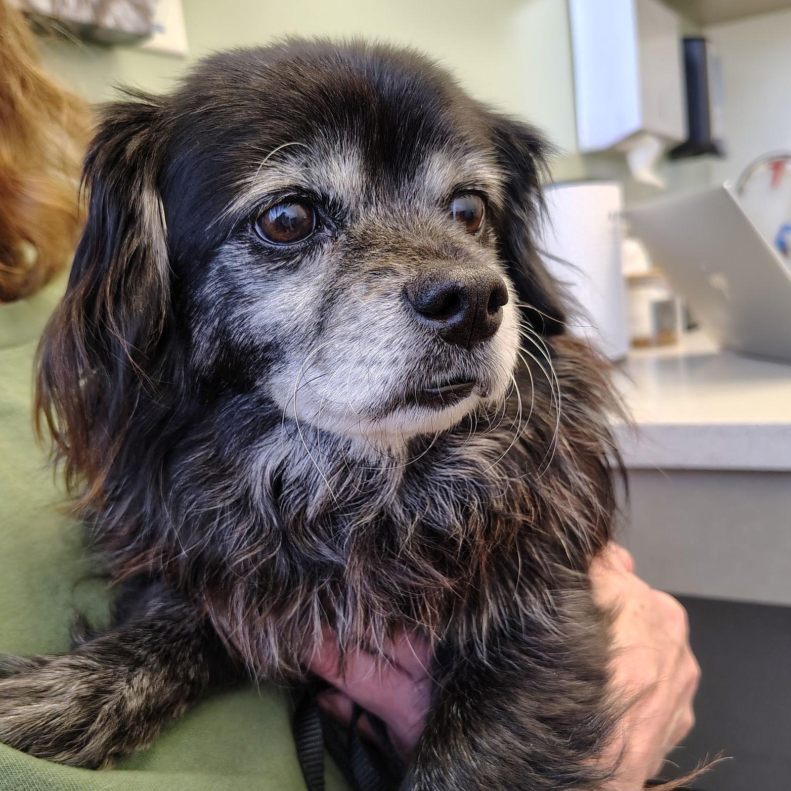 Milo, a Adopted Chihuahua in San Jose, CA image 1/3