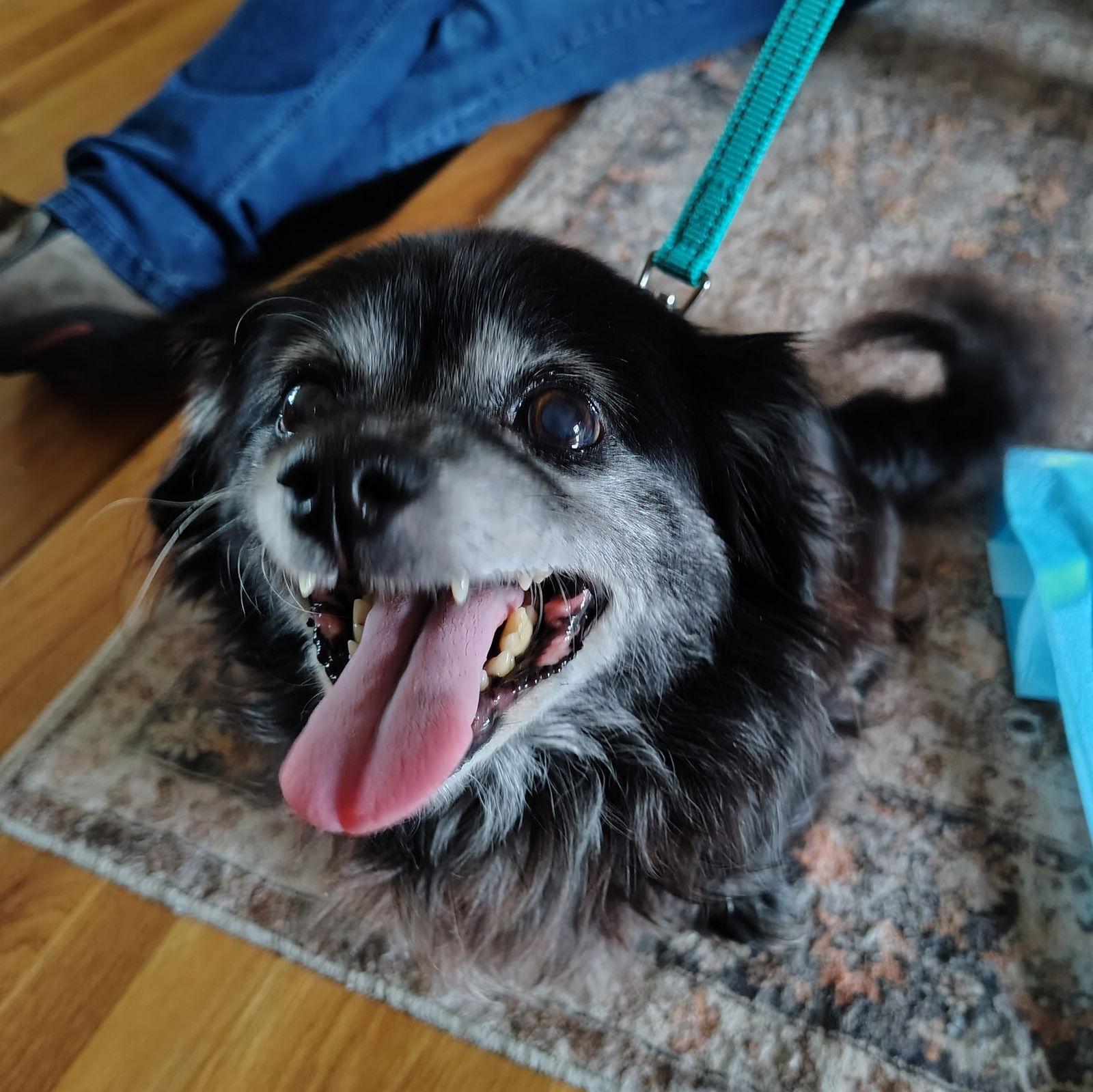 Milo, a Adopted Chihuahua in San Jose, CA image 2/3