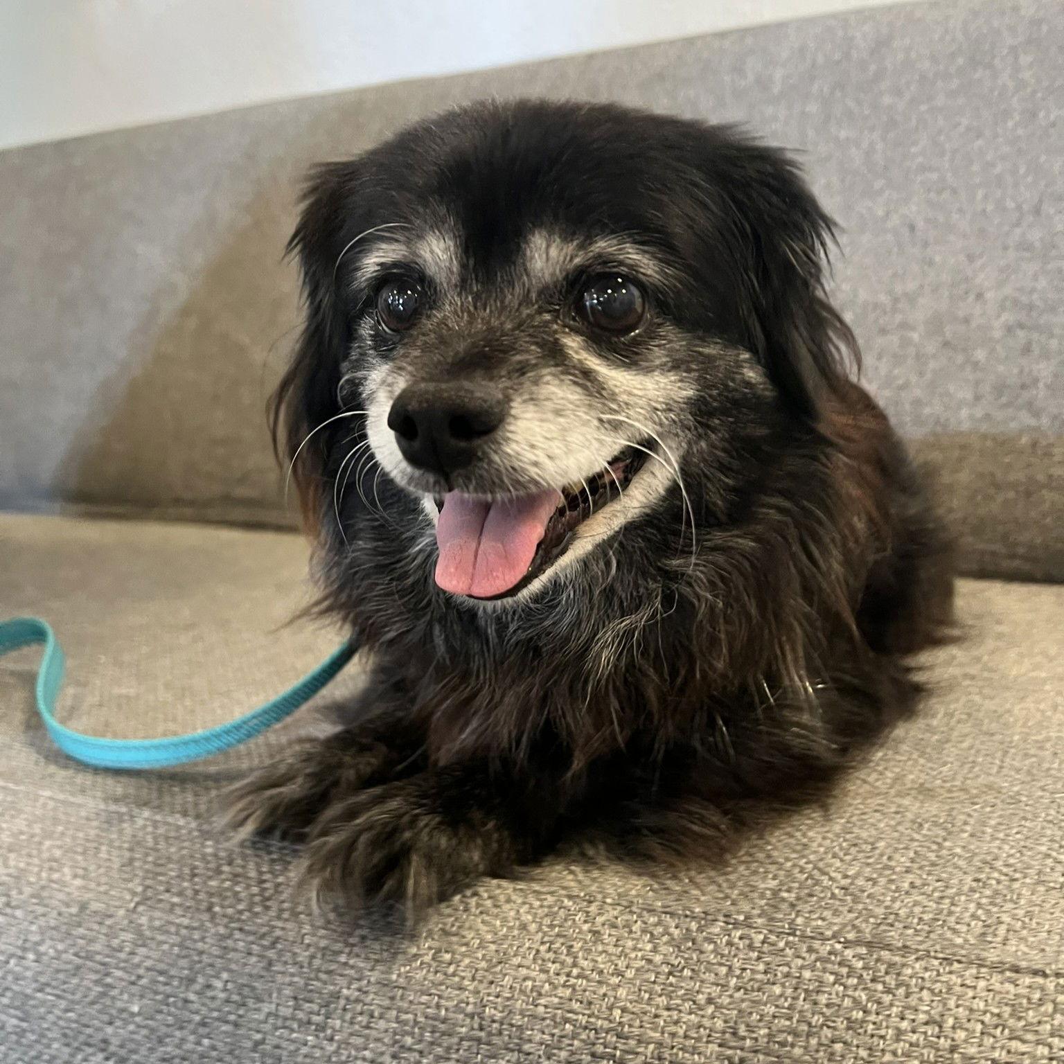 Milo, a Adopted Chihuahua in San Jose, CA image 3/3