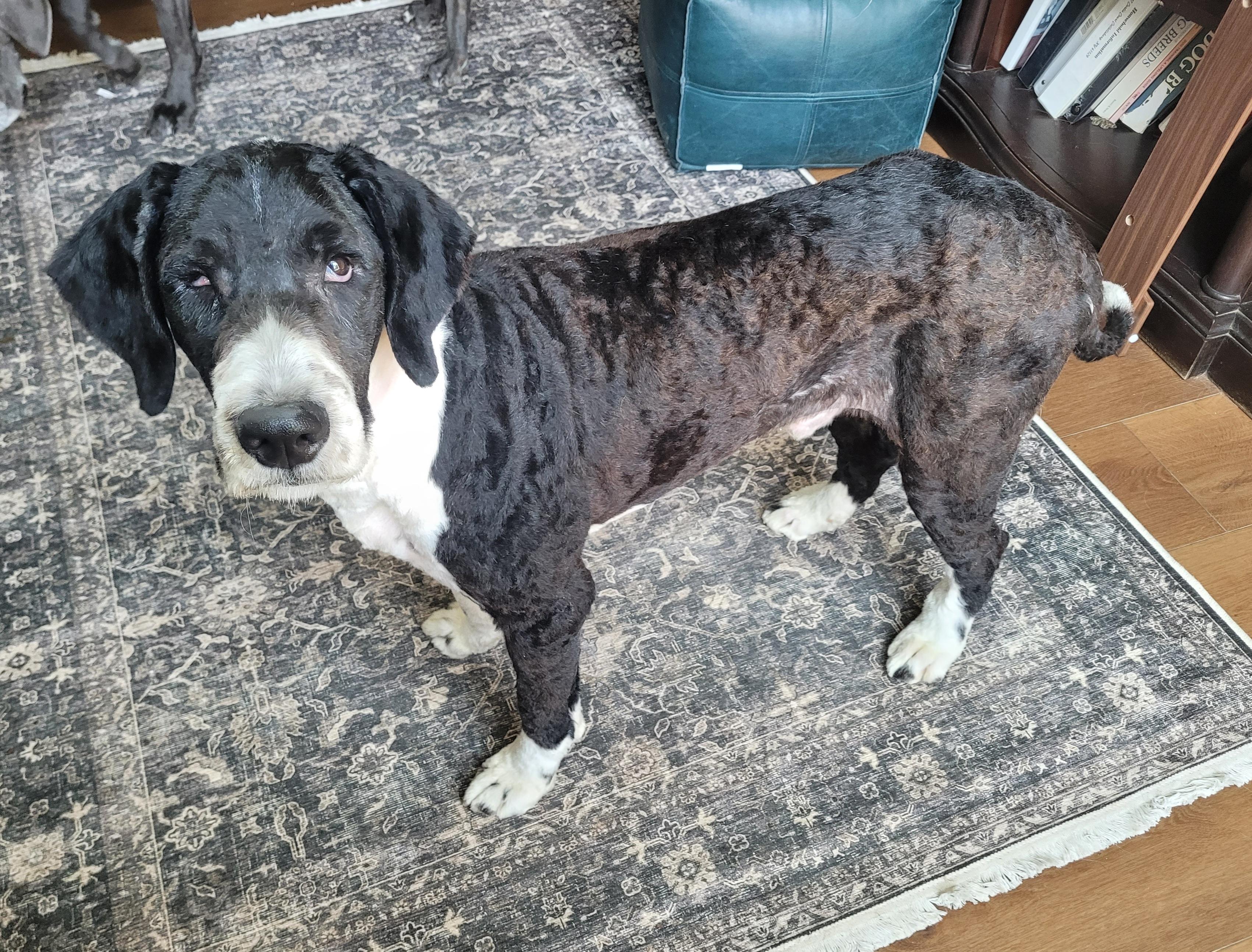 Enlarge Scout, a ADOPTABLE mixed breed in Clarksburg, MD image 4/5
