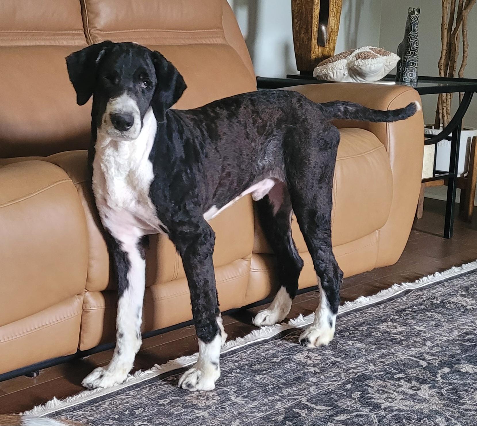 Scout, ADOPTABLE, Adult Male Border Collie & Poodle.