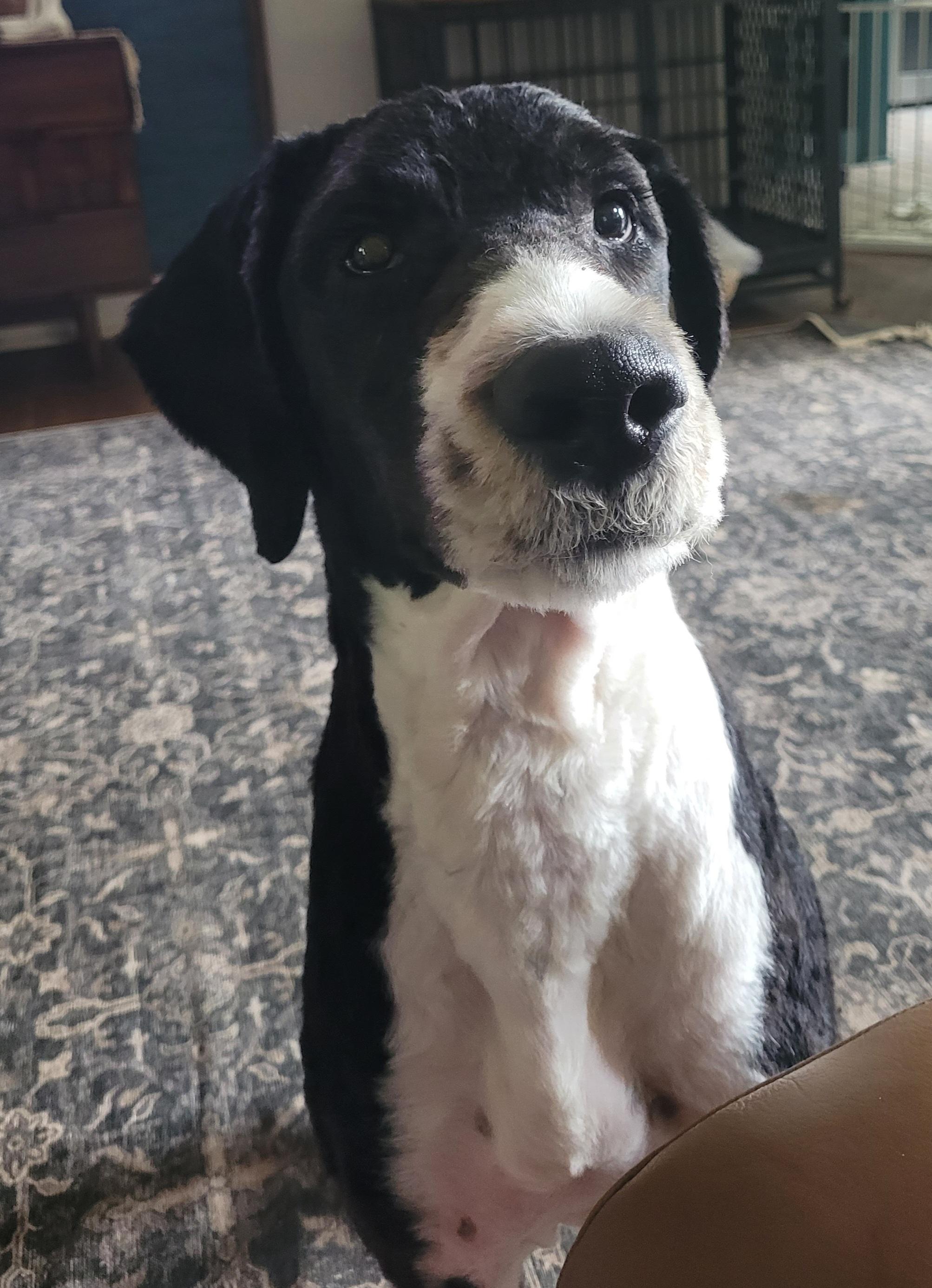 Enlarge Scout, a ADOPTABLE mixed breed in Clarksburg, MD image 2/5